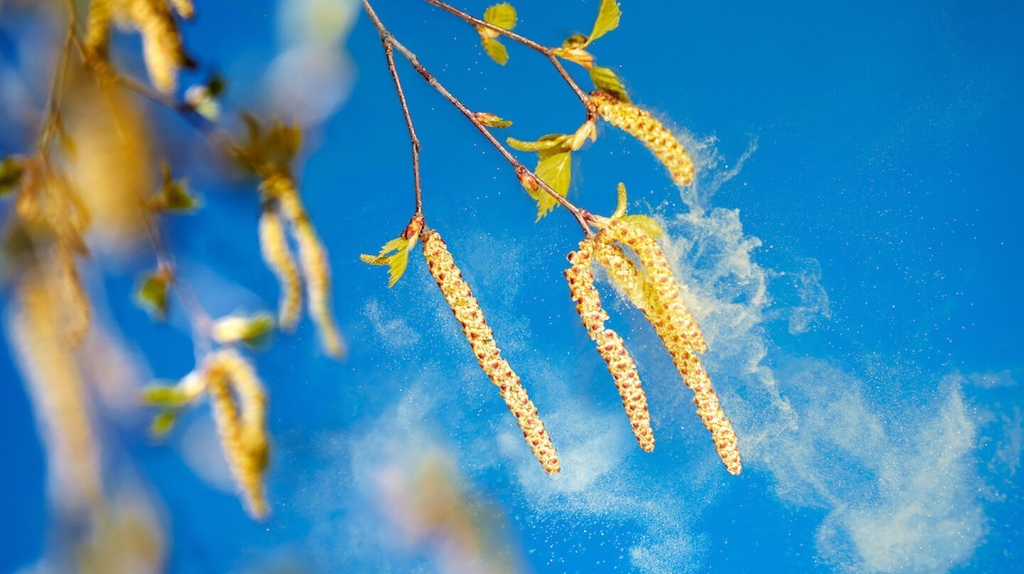Pollenallergie Symptome: Fliegenden Birkenpollen vor blauem Himmel. Pollenallergie Symptome: Fliegenden Birkenpollen vor blauem Himmel.